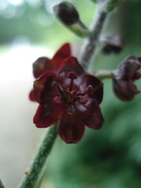 Close-up of flower against blurred background