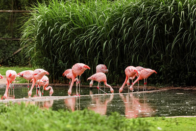 Flock of birds drinking water in lake