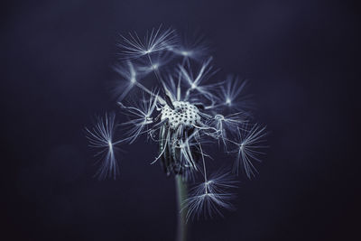 Close-up of dandelion against black background