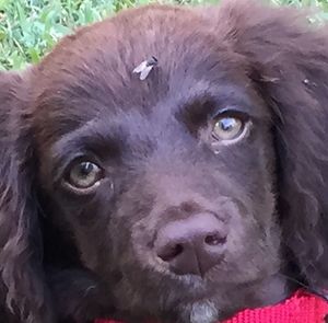 Close-up portrait of a dog