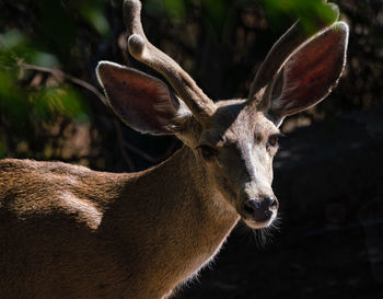 Close-up of deer on field