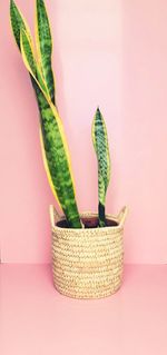 Close-up of potted plant against white background