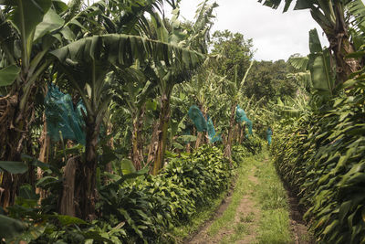 Panoramic view of coconut palm trees on field against sky