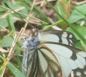 Close-up of butterfly on leaf