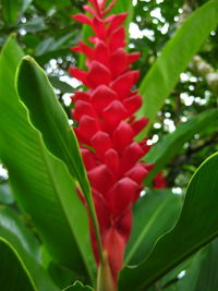 Close up of red flower