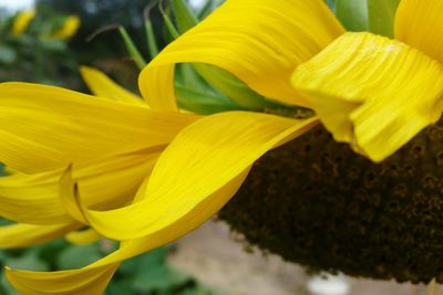 Close-up of yellow flowers