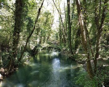 Scenic view of river amidst trees in forest