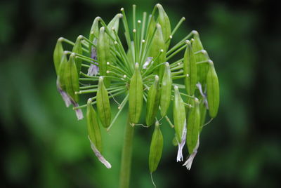 Close-up of flower buds