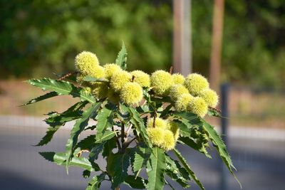 Close-up of yellow flowering plant