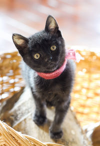 Portrait of black cat sitting outdoors