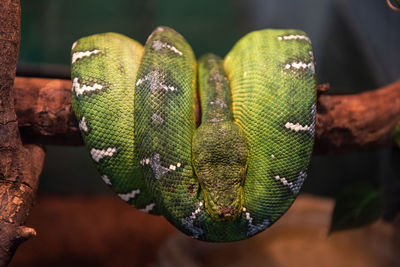 Close-up of green snake