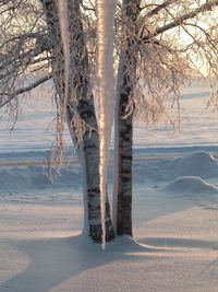 Bare trees on snow covered landscape