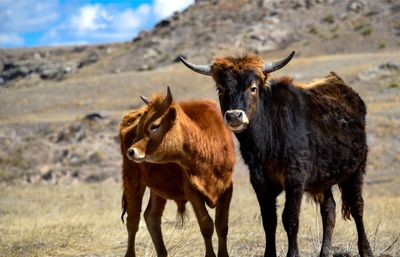 Steers standing in a field