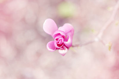 Beautiful macro of purple pink magnolia flower on tree branch. sun light from above. pale  pastel 