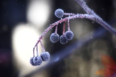 Close-up of frozen plant