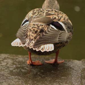 Close-up of a bird