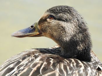 Close-up of duck