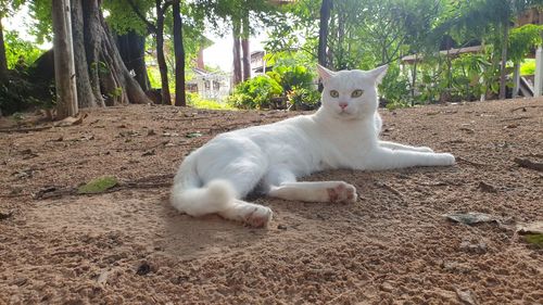 Portrait of a cat lying on land