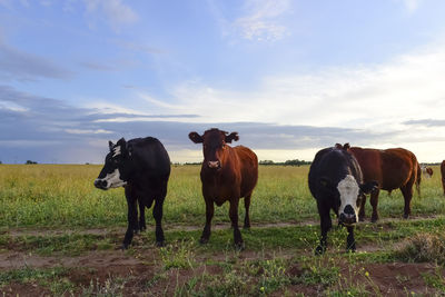 Cows on field