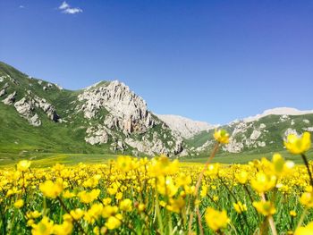 Yellow flowering plants on field against clear sky