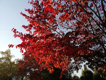 Low angle view of autumnal tree against sky