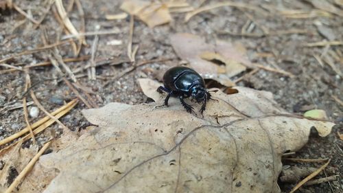 High angle view of insect on land