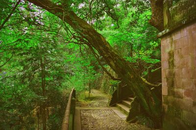 Trees in forest