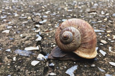 Close-up of snail on rock