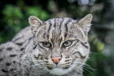 Close-up portrait of cat