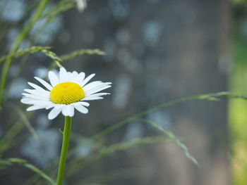 Close-up of white daisy flower