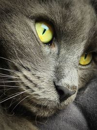 Close-up portrait of a cat