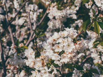 Close-up of white flowers