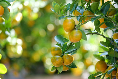 Low angle view of fruits on tree