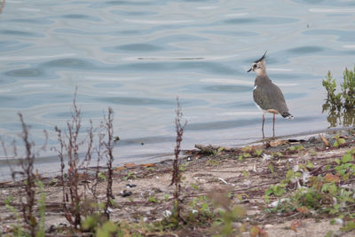 High angle view of gray heron on water