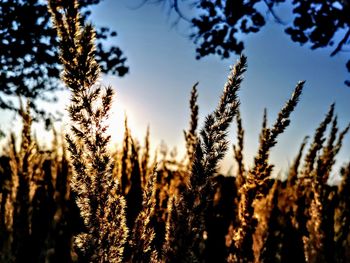 Close-up of stalks in field against sky