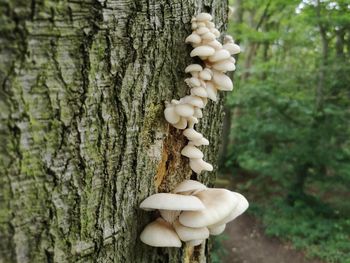 Close-up of mushrooms growing on tree trunk