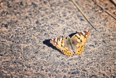 High angle view of butterfly on sand