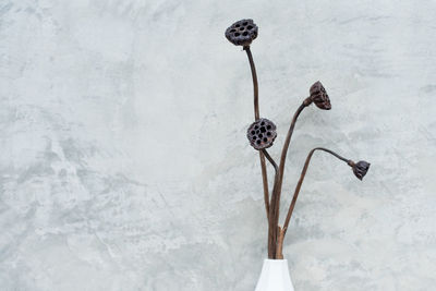 Close-up of dried flowers against wall