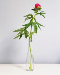 Close-up of plant against white background