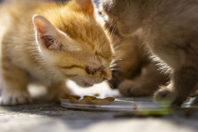 Close-up of a cat with eyes closed