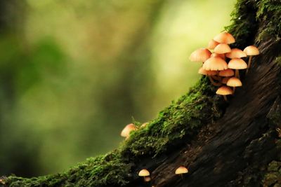 Close-up of mushrooms growing on tree trunk