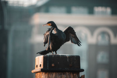 Close-up of cormorant perching on wooden post