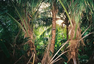 Bamboo trees in forest