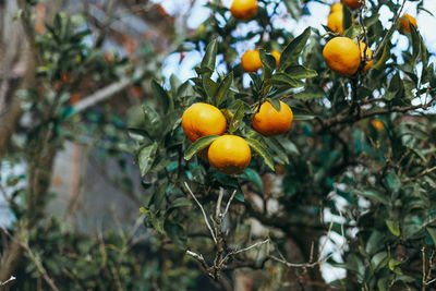 Low angle view of fruits on tree