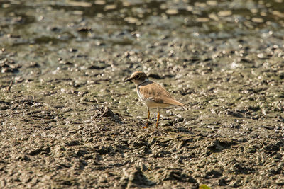 Bird perching on a field