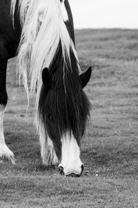 Horse in a field