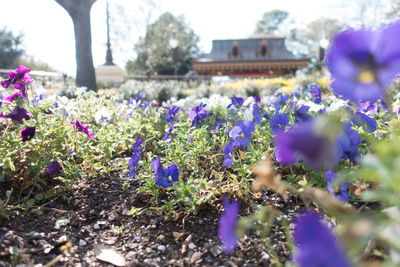 Close-up of purple flowers blooming in field