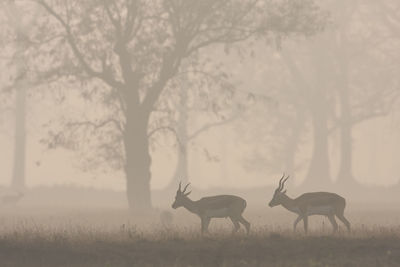 Horses in a field