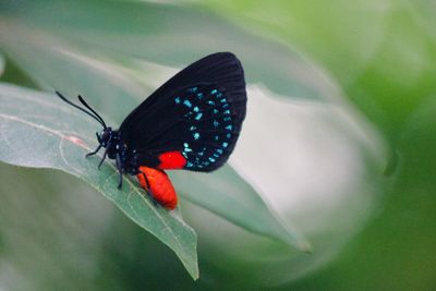 Close-up of butterfly on leaf