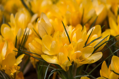 Close-up of yellow flowering plant